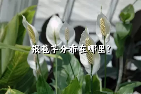 银苞芋分布在哪里?