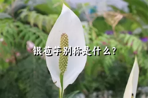 银苞芋别称是什么？