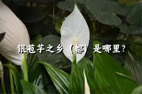 银苞芋之乡（都）是哪里？