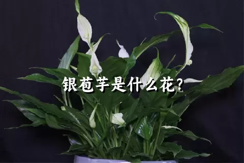 银苞芋是什么花？