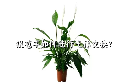 银苞芋如何进行气体交换？