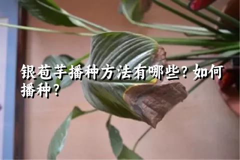 银苞芋播种方法有哪些？如何播种？