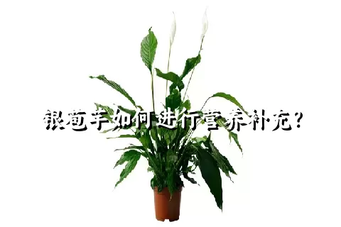 银苞芋如何进行营养补充？