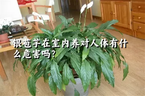 银苞芋在室内养对人体有什么危害吗？