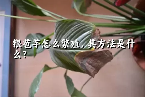 银苞芋怎么繁殖，其方法是什么？