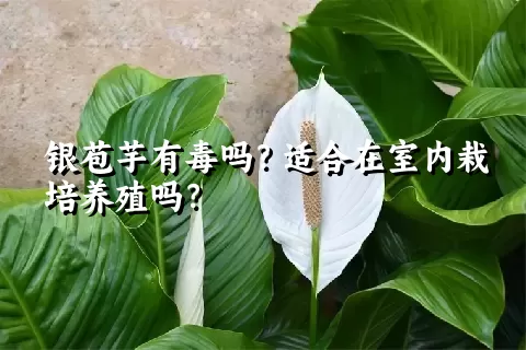 银苞芋有毒吗？适合在室内栽培养殖吗？