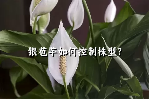 银苞芋如何控制株型？