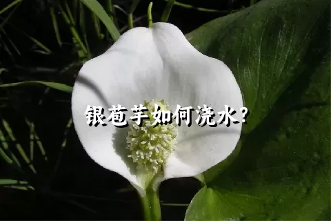 银苞芋如何浇水？