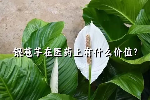 银苞芋在医药上有什么价值？