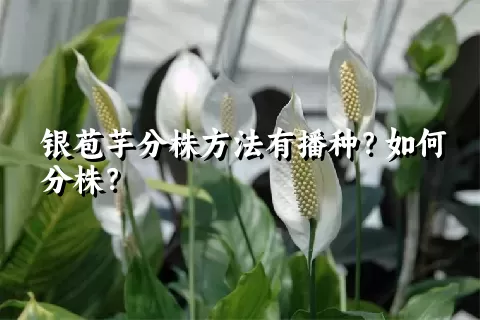 银苞芋分株方法有播种？如何分株？