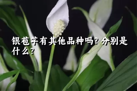 银苞芋有其他品种吗？分别是什么？