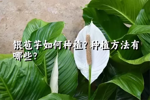 银苞芋如何种植？种植方法有哪些？