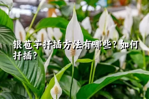 银苞芋扦插方法有哪些？如何扦插？