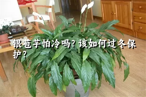 银苞芋怕冷吗？该如何过冬保护？