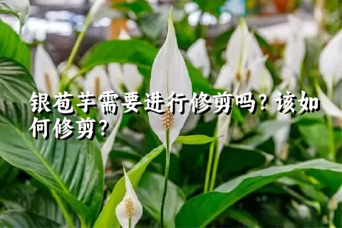 银苞芋需要进行修剪吗？该如何修剪？