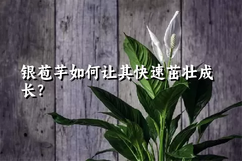 银苞芋如何让其快速茁壮成长？