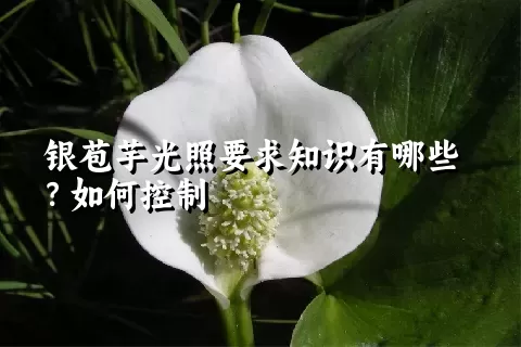 银苞芋光照要求知识有哪些？如何控制