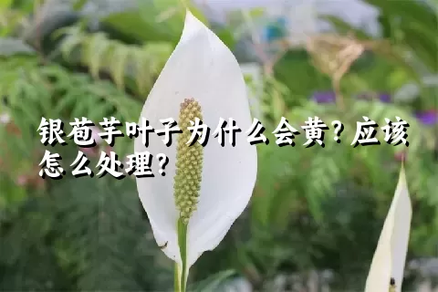 银苞芋叶子为什么会黄？应该怎么处理？