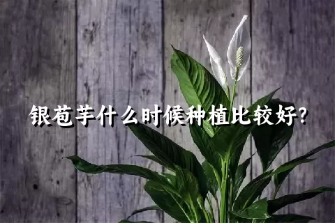 银苞芋什么时候种植比较好？