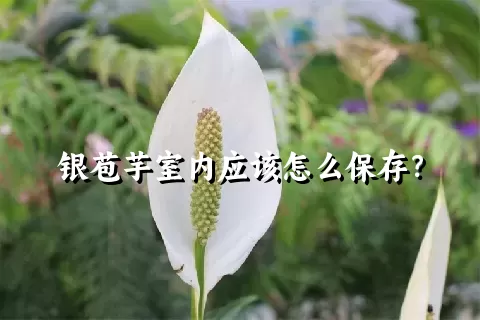 银苞芋室内应该怎么保存？