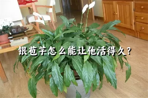 银苞芋怎么能让他活得久？