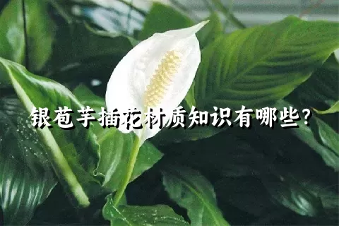 银苞芋插花材质知识有哪些？