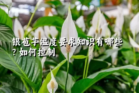 银苞芋温度要求知识有哪些？如何控制