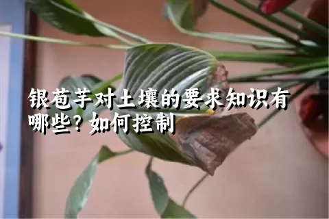 银苞芋对土壤的要求知识有哪些？如何控制