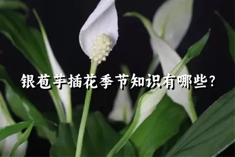 银苞芋插花季节知识有哪些？