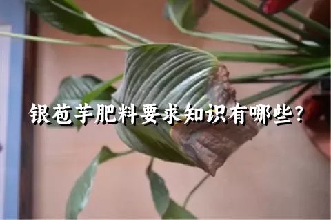 银苞芋肥料要求知识有哪些？