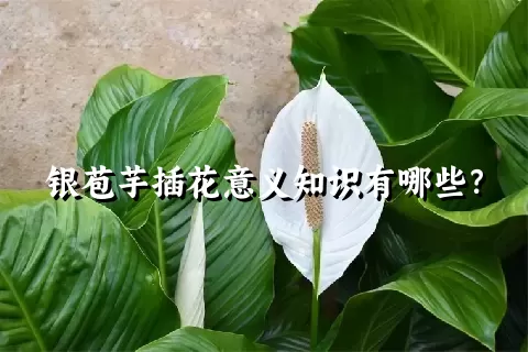 银苞芋插花意义知识有哪些？