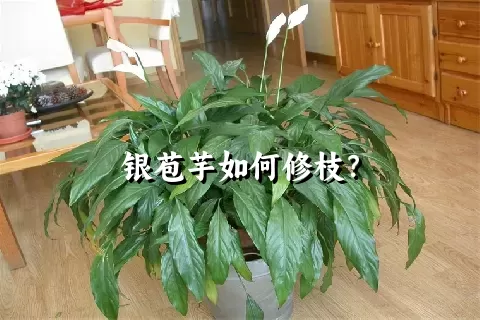 银苞芋如何修枝？