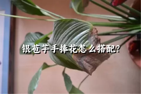 银苞芋手捧花怎么搭配？