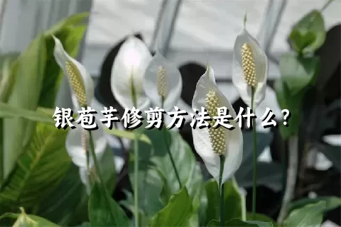 银苞芋修剪方法是什么？