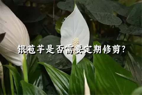 银苞芋是否需要定期修剪？