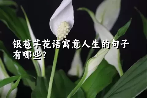 银苞芋花语寓意人生的句子有哪些？