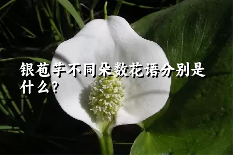 银苞芋不同朵数花语分别是什么？