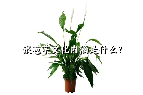 银苞芋文化内涵是什么？