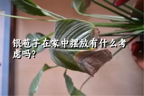 银苞芋在家中摆放有什么考虑吗？