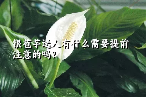 银苞芋送人有什么需要提前注意的吗？