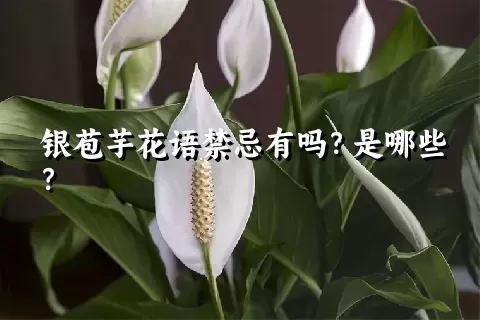 银苞芋花语禁忌有吗？是哪些？