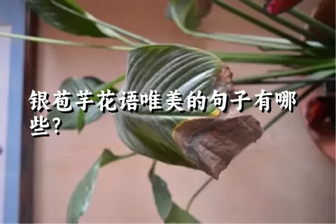 银苞芋花语唯美的句子有哪些？