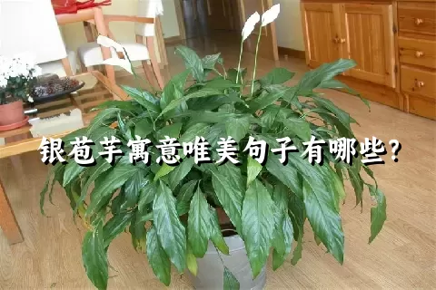 银苞芋寓意唯美句子有哪些？