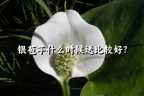 银苞芋什么时候送比较好？