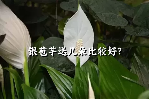 银苞芋送几朵比较好？