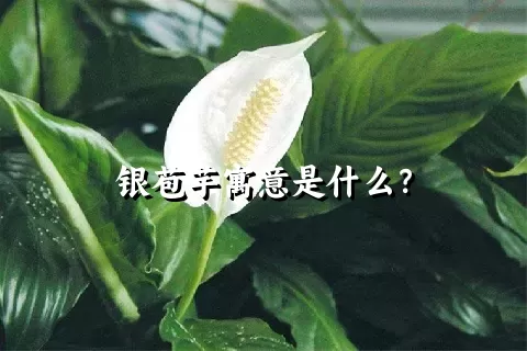 银苞芋寓意是什么？