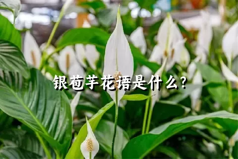 银苞芋花语是什么？