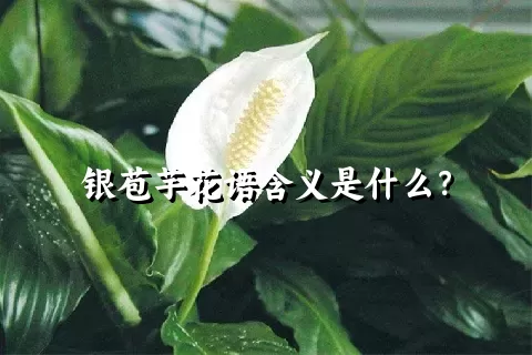 银苞芋花语含义是什么？