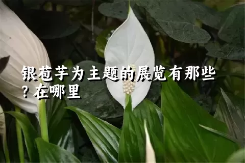 银苞芋为主题的展览有那些？在哪里