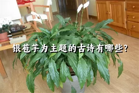 银苞芋为主题的古诗有哪些？